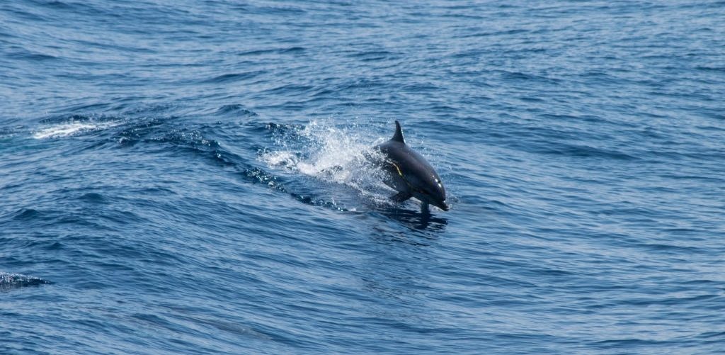 Seacrest Dolphin Tours