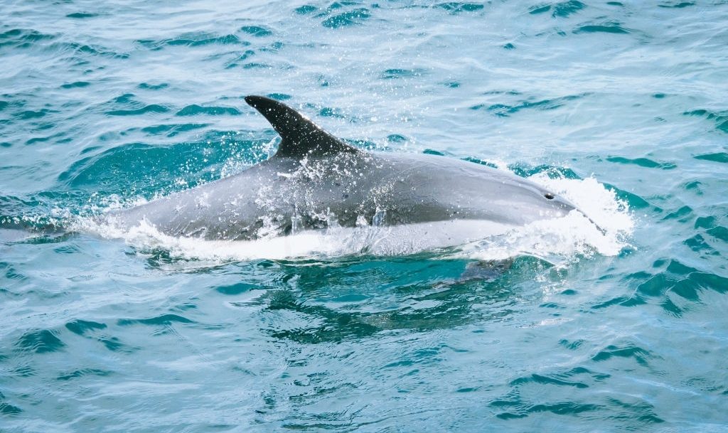 Seacrest Dolphin Tours Seacrest Dolphin Tours