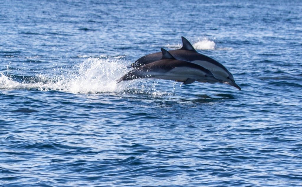 The Shrimp Boat Dolphin Tours