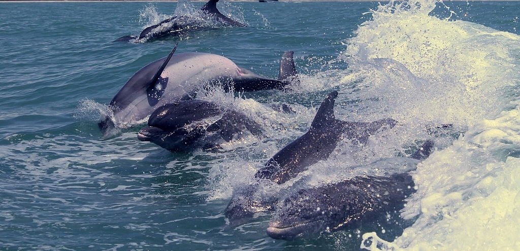 Venture Out Dolphin Tours
