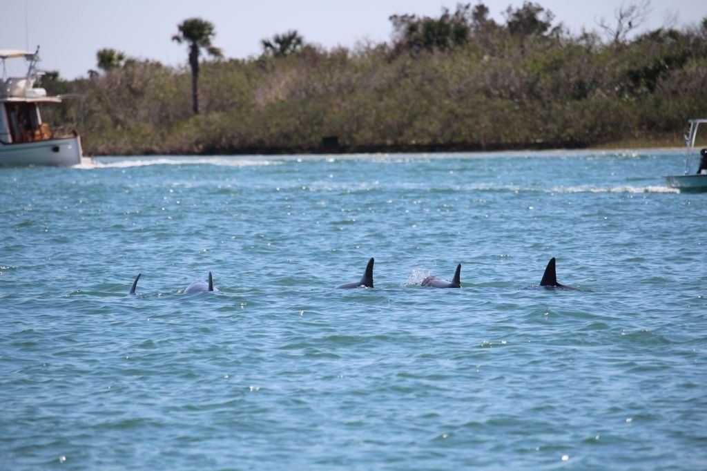 The Shrimp Boat Dolphin Tours The Shrimp Boat Dolphin Tours
