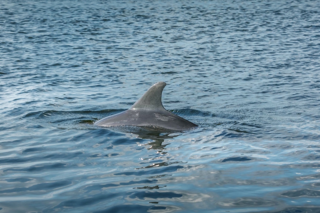 Lower Grand Lagoon Dolphin Tours