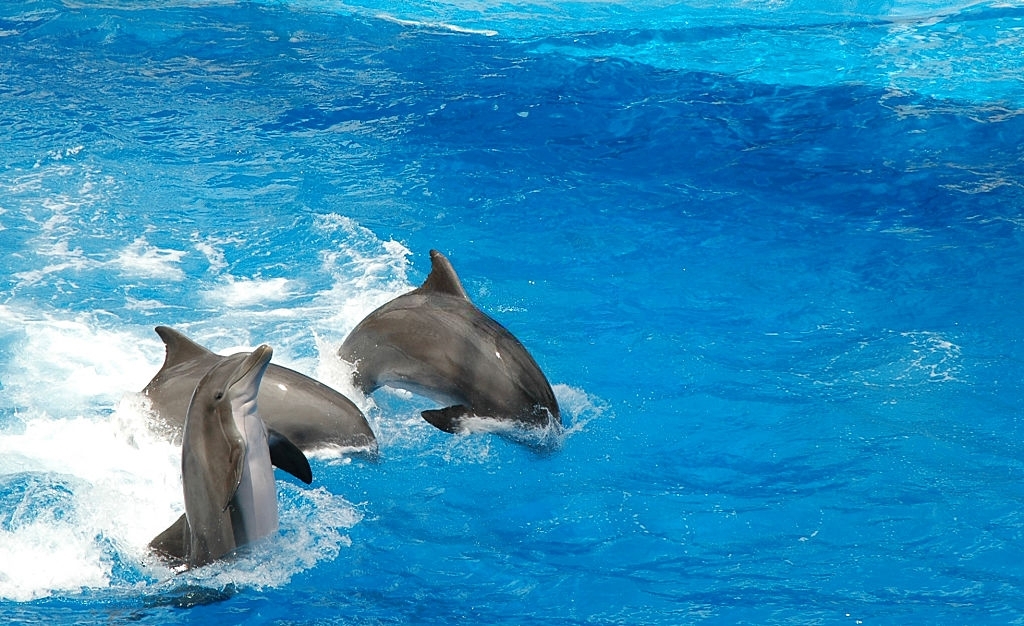 Carl Grey Park Dolphin Tours Carl Grey Park Dolphin Tours