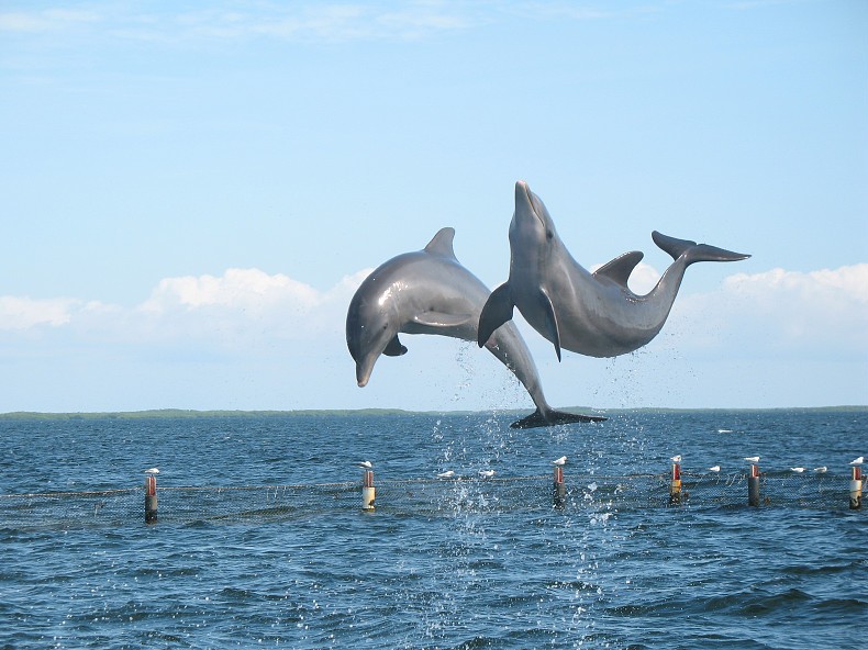 Marina Dolphin Tours
