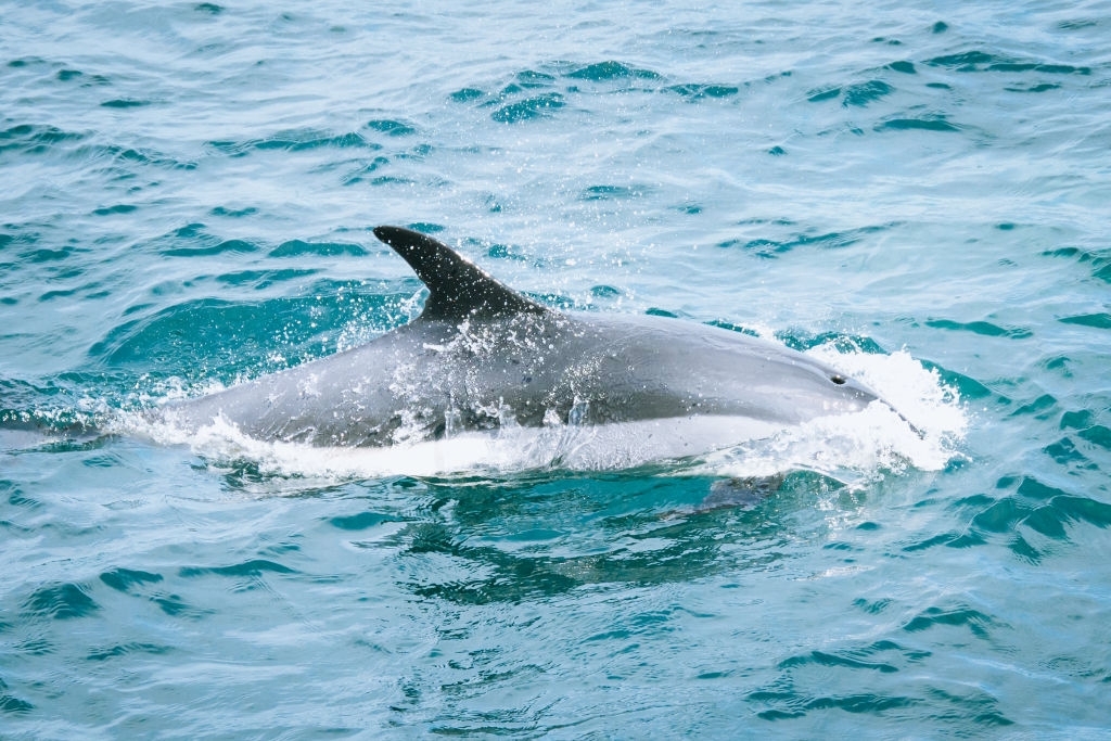 2 HOURS PRIVATE DOLPHIN AND SNORKELING TOUR UP TO - 13 PEOPLE