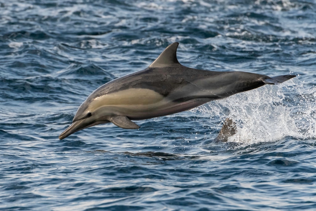 2 HOURS PRIVATE DOLPHIN AND SNORKELING TOURS TO - 6 PEOPLE 2 HOURS PRIVATE DOLPHIN AND SNORKELING TOURS TO - 6 PEOPLE