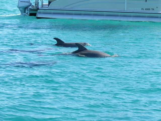 Split Charters Dolphin and Snorkeling Tours