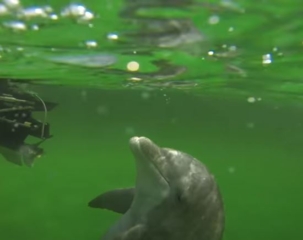 Private Dolphin and Snorkeling Tours