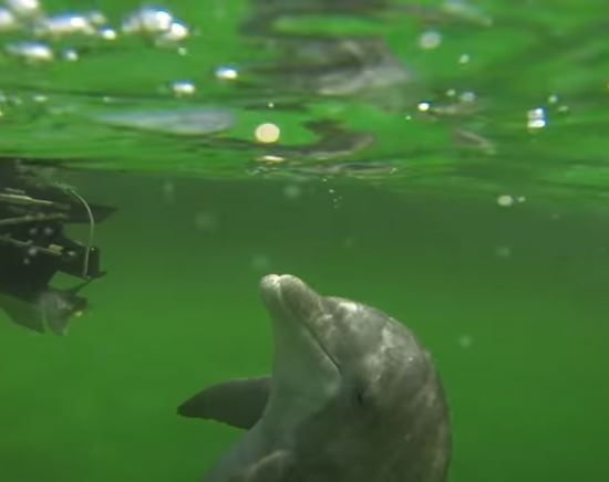 Private Dolphin and Snorkeling Tours
