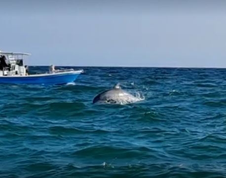 Private Dolphin and Snorkeling Tours