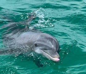 Private Dolphin and Snorkeling Tours
