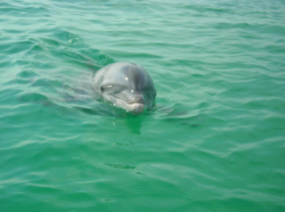 Private Dolphin and Snorkeling Tours