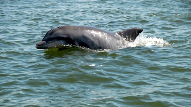 Split Charters Dolphin and Snorkeling Tours