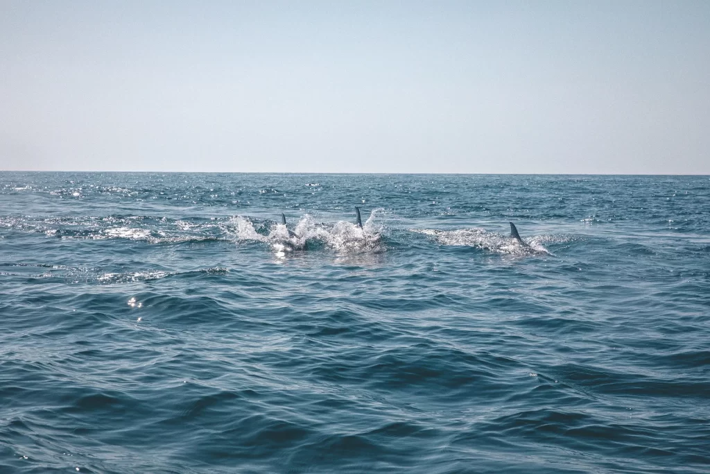 Dolphin and Snorkeling Tours 30A Florida