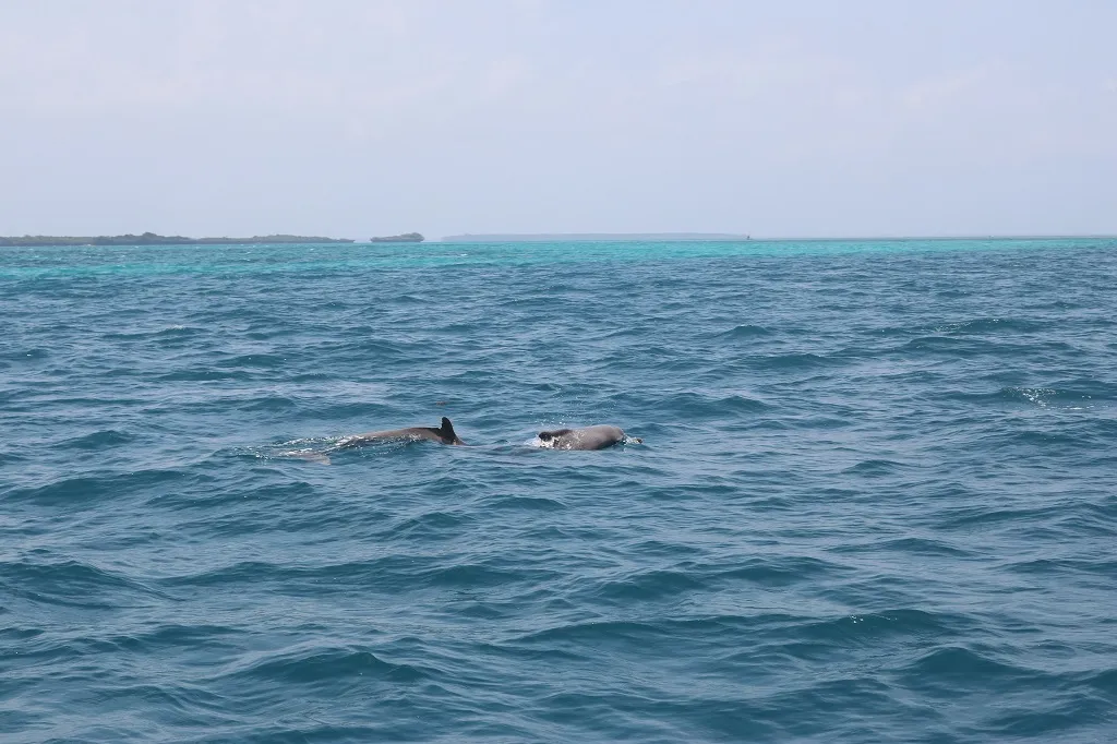 Dolphin and Snorkeling Tours Panama City