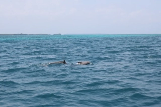 Panama City Beach Dolphin and Snorkeling Tours
