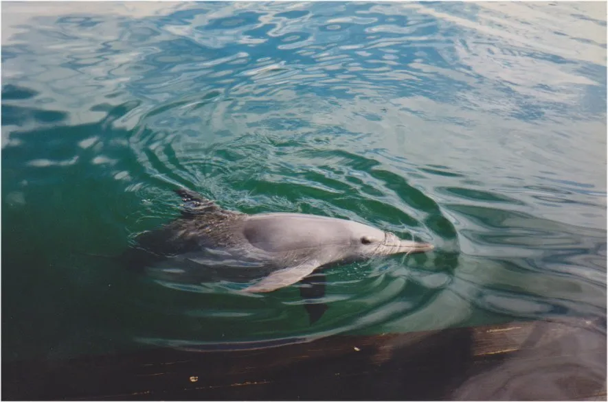 Dolphin and Snorkeling Tours Panama City Beach