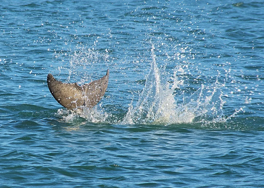 Panama City Beach Dolphin And Snorkeling Adventures