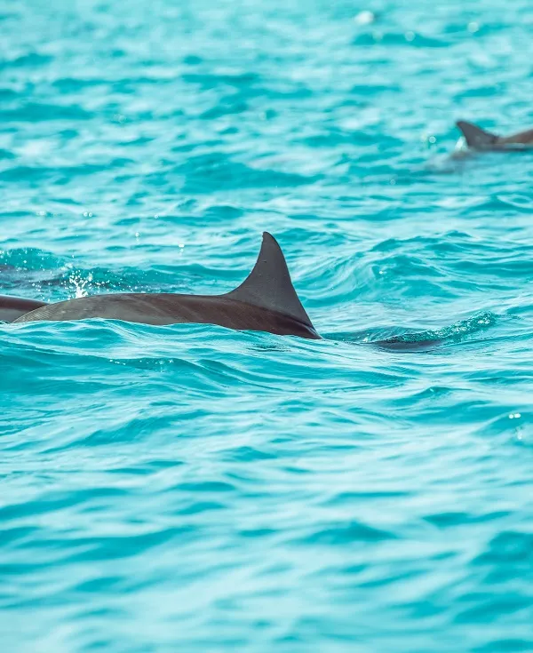 Panama City Beach Dolphin And Snorkeling Adventures