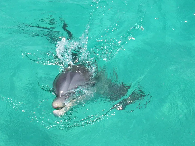 Dolphin and Snorkeling Tours Upper Grand Lagoon Florida