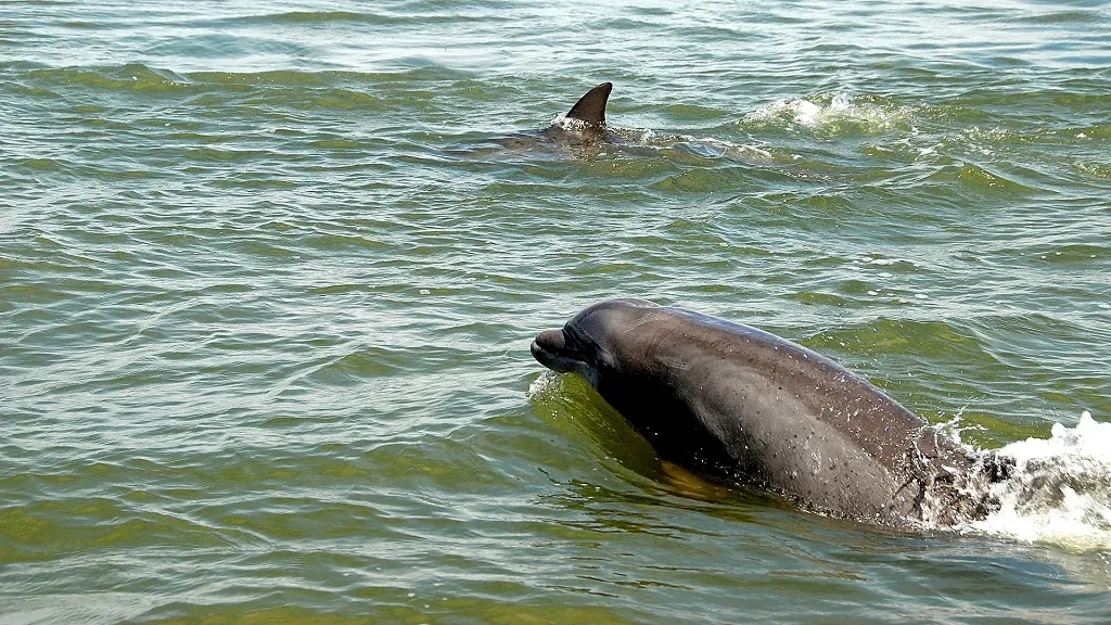 Dolphin and Snorkeling Tours Upper Grand Lagoon Florida