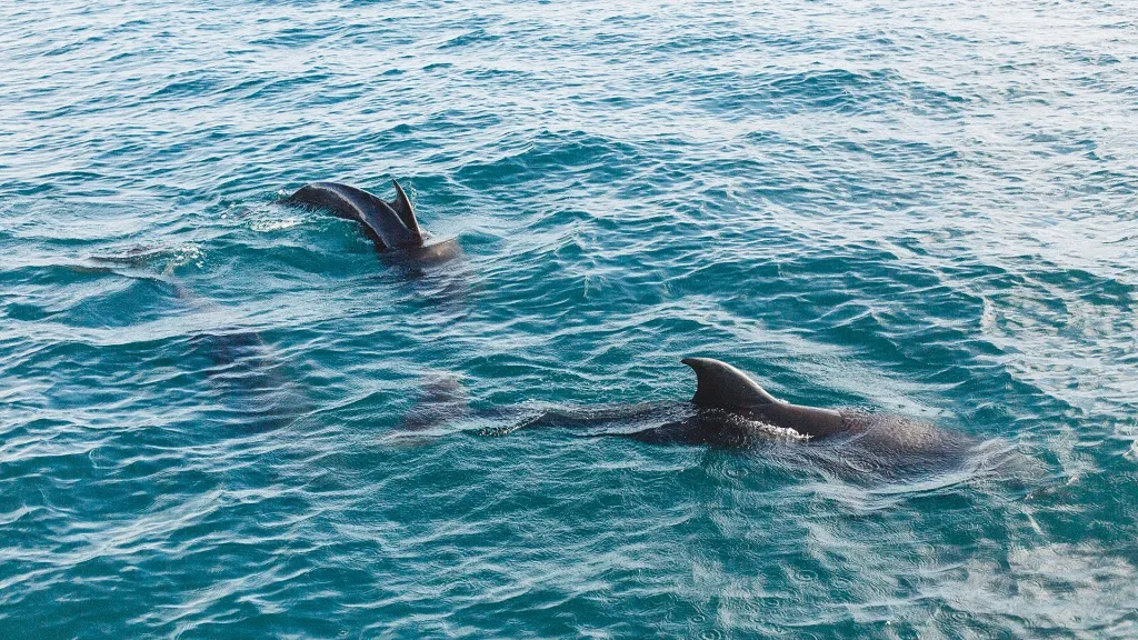 Dolphin and Snorkeling Tours Lower Grand Lagoon Florida