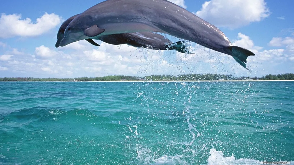 Dolphin and Snorkeling Tours Santa Rosa Beach Florida