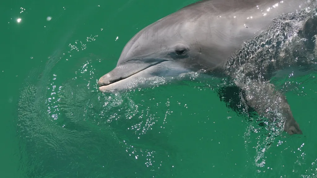 Dolphin and Snorkeling Tours Lower Grand Lagoon Florida